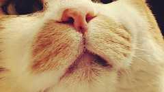 コロッケの日に拾ったネコ“ぽてと”の話 - horahareta