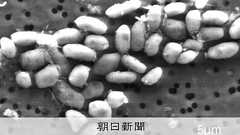 ヒ素で成長する細菌発見の論文、サイエンスが撤回 15年前に話題:朝日新聞