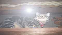 小池百合子包囲網(再) : どーか誰にも見つかりませんようにブログ