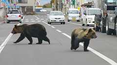 クマは明確に「人間を食べるため」に住宅街に現れている…80年間の新聞を分析して判明「令和グマ」の異常さ 北海道の猟師が「小さいクマ」を警戒するワケ