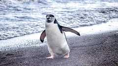 約4秒の昼寝を1日1万回することでヒゲペンギンは11時間以上の睡眠時間を稼ぐ