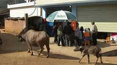 中国辺境の秘祭「おっぱい揉み祭り」の真偽を追う スケールがでかすぎる中国のフェイクニュース列伝 | JBpress (ジェイビープレス)