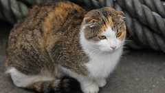 田代島猫景色 (続編69)先週末に、田代島に4匹の猫を捨てていった方へ : Cats in Town Blog