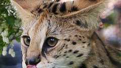 「けものフレンズ」でサーバル人気 多摩動物公園:朝日新聞デジタル