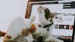 ネコがキーボードの上に飛び乗ったことで4時間にわたってサーバーのシステムが停止する事例が発生