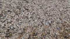 寒波でヒトデが大量死、海岸覆い尽くす 英国