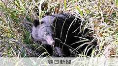 (社説)クマ死者最多 すみわけ対策の加速を:朝日新聞