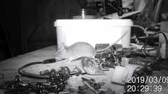 「なぜか毎晩、作業小屋が勝手に片付けられている」 カメラを設置してみたら、可愛らしいネズミが掃除していた|FINDERS