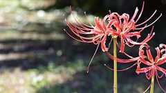 写真上達のための5つのテクニック! 主役の魅せ方で写真が変わる! - かめらせいかつ。一眼レフカメラ上達のためのブログ