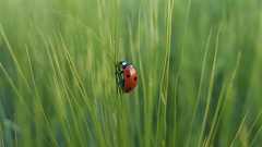 Two years with Celery in Production: Bug Fix Edition