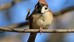 片柳弘史 on Twitter: "公園で出会った気さくなすずめ。カメラを向けたら、Vサインを出してくれました(⊙ө⊙) https://t.co/bJLA8dbqGU"