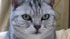 ぼのぼの on Twitter: "今日の新聞に『ドライブ・マイ・カー』が歴史的快挙を果たした背景がいろいろ書かれていたが、濱口竜介自身のインタビューまで含め、皆が忘れている重大な要素が1つある。それはあの作品が「チェーホフの『ワーニャおじさん』をベースにした作品」… https://t.co/14Zg71MhLF"