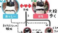ペンギン界も大変だ 京都水族館の「ペンギンの相関図」が複雑すぎて昼ドラ並みのドロドロ感 - ねとらぼ