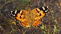 蝶が大西洋横断に成功、4200キロを休みなく飛行 新研究