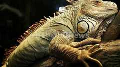 生物を昔の環境に戻したらDNAは「逆進化」するか?