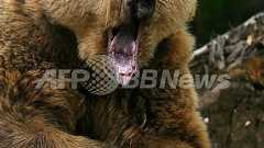 ボスニアの羊飼い、ヒグマをおので倒す