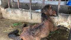 宮古島で馬への虐待が発覚。糞尿まみれでやせ細って衰弱死、天然記念物がなぜ? | 日刊SPA!