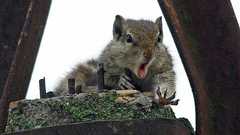 【画像】 ナッツを落とした時のリスの表情wwwwwwwwwwwwwwww : 飲食速報(゚д゚)ウマ-