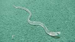 ウナギ学者の警告「もはやニホンウナギは安定供給できる魚ではありません」 | 文春オンライン