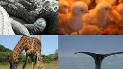 これは知らなかった、動物の驚くべき10の秘密 : らばQ