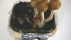 マジックマッシュルームについて思い出せるだけ思い出してみた