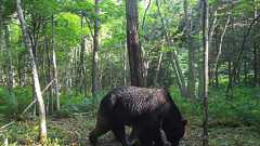 「どうやらオソで間違いない」ついに捕らえた! 32頭の牛を殺した謎のヒグマをハンターが仕留めるまでの“一部始終” | 文春オンライン