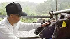 流された牛、茨城に泳ぎ着く 台風19号で氾濫の那珂川 | 共同通信