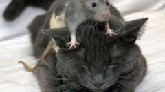 乳癌は早期発見も早期治療もいらない:楽天ブログ