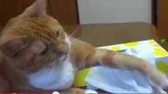 1枚取らせてよ〜 ティッシュの箱を死守する猫ちゃん | ねとらぼ