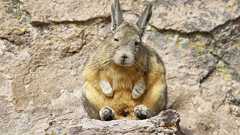 トロ~ンがすぎる!いつも眠そうな表情が魅力の「ビスカッチャ」 | カラパイア