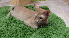 一棟丸ごとネコビル!猫を家族にするなら、保護猫を飼うという選択肢を広めたい