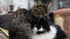 ネコは「友達」を作るのか?飼っているネコには友達を作ってあげるべきなのか?