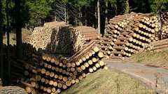 林道から見える林業の苦しい先行き、世界的にも低い整備密度…「好機」を逃したかつての“失敗”とは