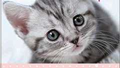 愛されネコにふんにゃり癒され、ベストセラー著者が綴る言葉で前を向く勇気を。『あなたはゼッタイ大丈夫 ~愛されネコが知っているHAPPYにゃルール~』 | ダ・ヴィンチWeb