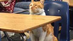 ニャンですと! アメリカの高校にネコが入学 学生証も発行され正式な「ネコ生徒」に