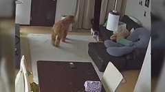 入院中の飼い主さん「犬と猫は元気かな?」様子を見たら仲睦まじく遊んでてかわいすぎた