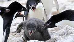 ドキュメント南極観測43 アデリーペンギンその5