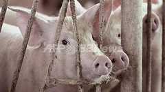 ブタ肺の人間への移植、10年以内に可能に 豪研究