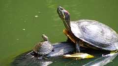 Unityを使った3Dゲームの作り方(かめくめ)