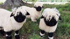 世界で最もかわいい羊と評される「ヴァレー・ブラックノーズ」の白黒モフモフの世界