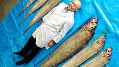 深海魚サケガシラ6匹が網に、環境の変化? 山口・萩:朝日新聞デジタル