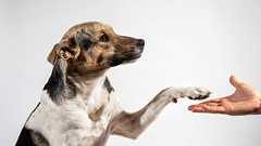 「犬は主人に対して忠誠心を持つ」は間違い…科学的研究でわかった犬が本当に考えていること あくまで動物であり、常に本能で動いている