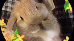 ゆん on Twitter: "今朝の北日本新聞より。『がれき処理なら富山の商品買わず JAなどにファクス』。県JA中央会には「農産物は買いません」、県蒲鉾水産加工業協同組合には「汚染瓦礫を焼却する富山県の魚、かまぼこの購入を拒否します」と、無記名で。関西地方の市外局番とのこと。うき~~っ!血圧上がった!!"