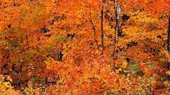 ついに紅葉がピーク! ため息が出るほど美しい絶景ハイキングコースは都内からの日帰りも可能 | ガジェット通信 GetNews