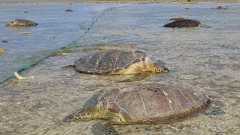 「増えすぎて獣害」「網破る」…久米島のウミガメ殺傷、保護と漁のはざまで揺れる漁業者