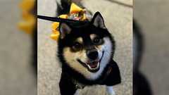 黄色いリボンとかをつけてるわんこは、怖がり・病気など色々な事情があるからそっとしといてあげよう