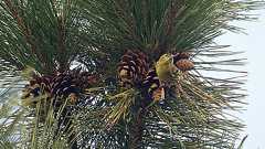 どんどろ防止の成果あり! - pokoponにっき