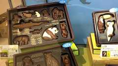 ZOOLOGYチョコレート写真集 - 原宿・表参道.jp