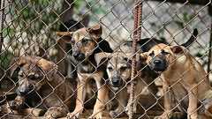 食肉加工場から犬44匹が自由に 閉鎖で愛護団体の手に ベトナム