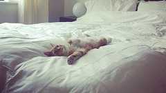 猫に学ぶ快眠の秘訣:ハムスター速報